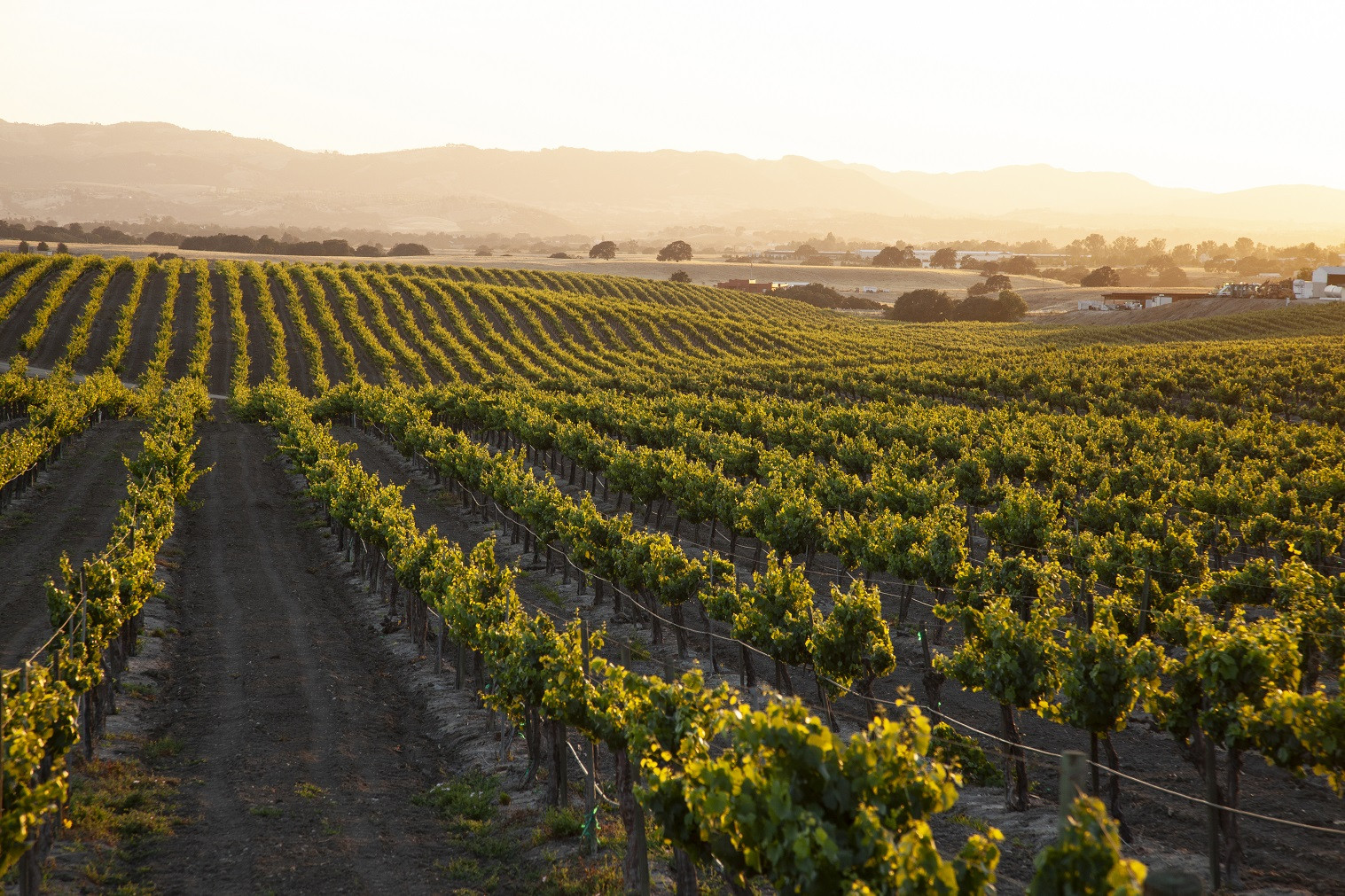 Champagne en podcast